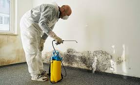 Trusted Raymore, MO Mold Removal Services Experts