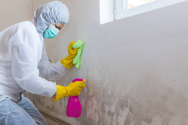 Mold Odor Removal Services in Raymore, MO